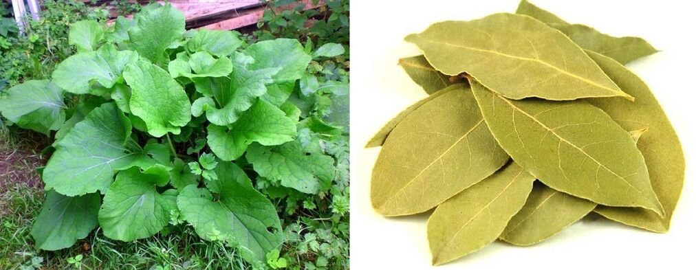 hojas de bardana y laurel para el dolor de articulaciones